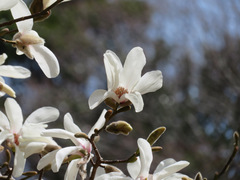 Magnolia kobus