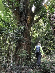 Swartzia langsdorffii