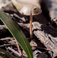 Psathyrella