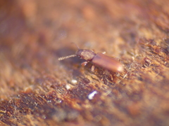 Silvaninae