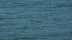 Mergus merganser