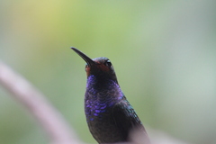 Urochroa bougueri
