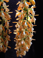 Epidendrum polyanthum