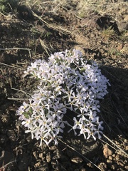 Phlox hoodii