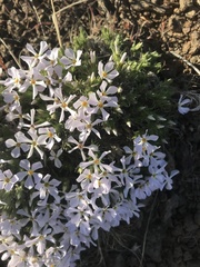 Phlox hoodii
