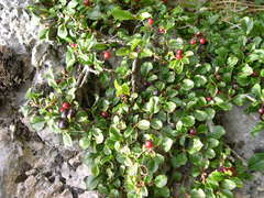 Rhamnus pumila
