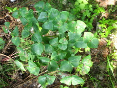 Euphorbia sieboldiana