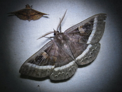 Metopta rectifasciata