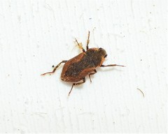 Dryopidae