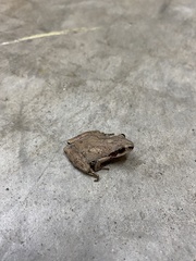 Pseudacris brachyphona