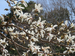 Magnolia kobus