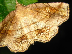 Pangrapta flavomacula