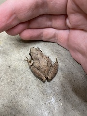 Pseudacris brachyphona