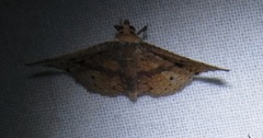 Striglina suzukii