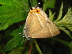Favonius taxila