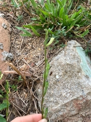 Asystasia gangetica