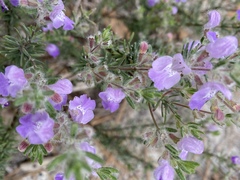 Conradina canescens image