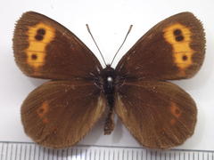 Erebia niphonica