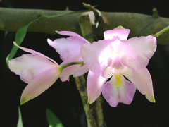 Laelia eyermaniana