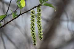Stachyurus praecox