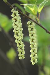 Stachyurus praecox