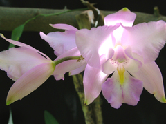 Laelia eyermaniana