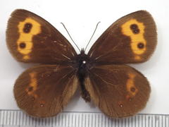 Erebia niphonica