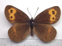Erebia niphonica