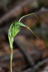 Pterostylis laxa