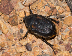 Diaphonia