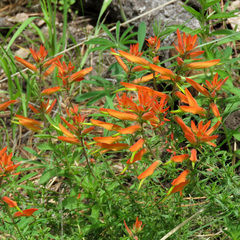Castilleja patriotica
