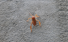 Acanthocephalini