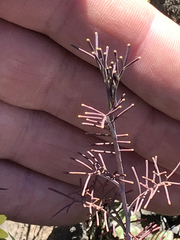 Streptanthus diversifolius