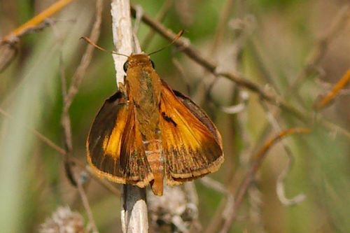 Palatka Skipper photo 4