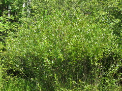 Salix lucida lucida