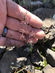 Streptanthus diversifolius