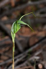 Pterostylis laxa