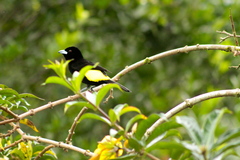 Ramphocelus flammigerus icteronotus