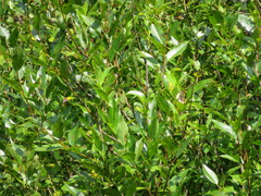 Salix lucida lucida
