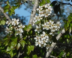 Pyrus bourgaeana
