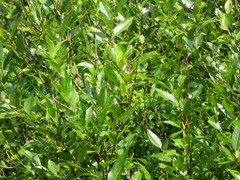 Salix lucida lucida