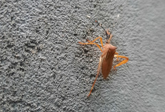 Acanthocephalini
