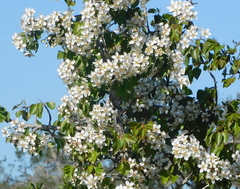 Pyrus bourgaeana