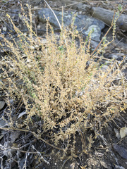 Galium parishii