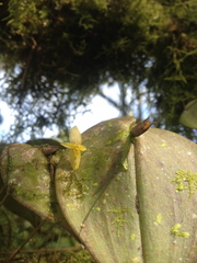 Pleurothallis prolaticollaris