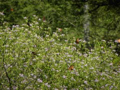Danaus eresimus montezuma