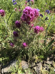 Castilleja exserta
