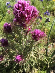 Castilleja exserta