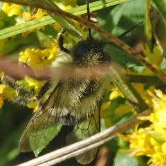 Bombus impatiens