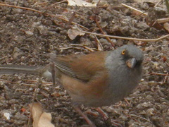 Junco bairdi